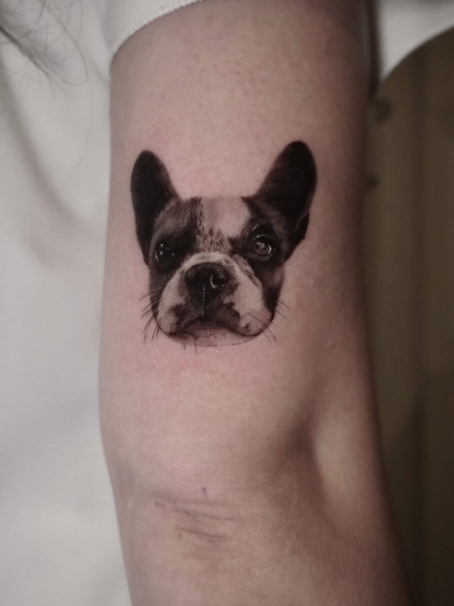 Micro-realistic French bulldog portrait tattooed on an inner arm