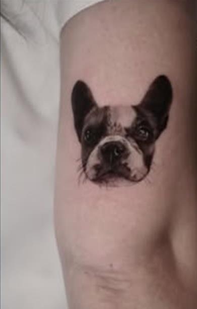 Micro-realistic French bulldog portrait tattooed on an inner arm
